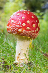 Amanita Persicina, Muscaria, Fly Agaric Mushroom