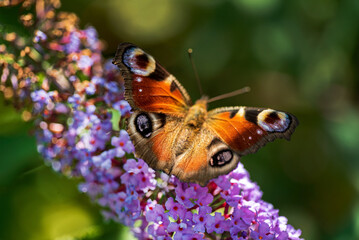 Summer butterfly feeding on lilac flowers inflorescence, feeding on yellow-orange buddleia antennae also known as lepidoptera. © Maksim Shebeko