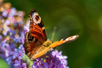 Summer butterfly feeding on lilac flowers inflorescence, feeding on yellow-orange buddleia antennae also known as lepidoptera.