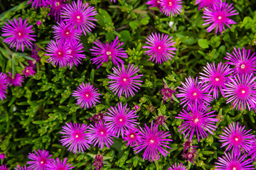 In the whole photo, there are many small bright pink openwork flowers among the green leaves. Background of small pink flowers. High quality photo