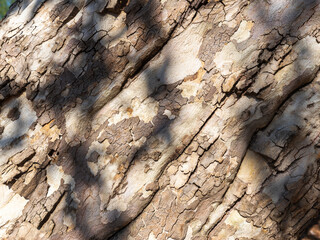 Sycamore Tree Trunk Bark