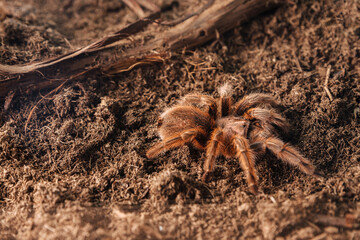 Large tarantula spider on an earthen surface.