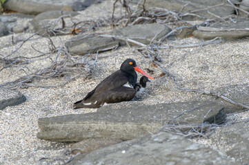 American Oystercatcher in the Galapagos