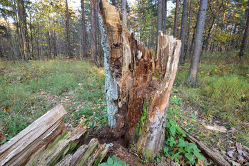 A rotten stump with an anthill and bugs, and next to it, in green foliage, lies the trunk of a...