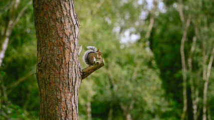 Squirrel on a branch with tree trunk