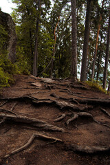 Big roots on the way up.