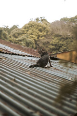 Obraz premium Gato en el tejado con naturaleza detrás.