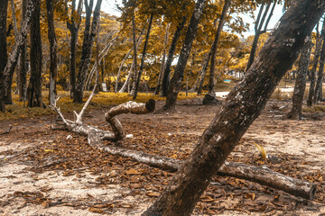 Autumnal landscape Tree with human lying on the floor shape