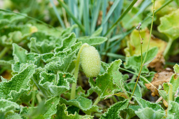 Exploding cucumber plant (ecballium elaterium) with the ripe fruits