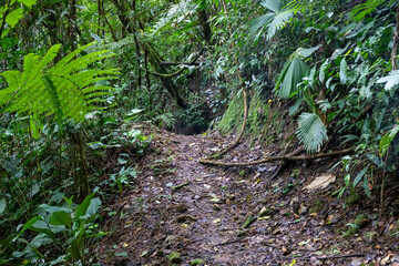 Trail Hiking Trail in the Jungle of Costa Rica