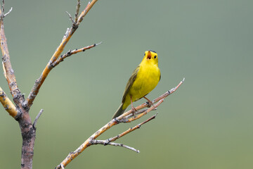 Obraz premium Wilson's Warbler Male Singing for a Mate