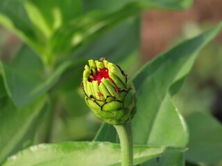 Beautiful flower bud of Zínnia élegans of the Aster family, isolated, blurred background from green leaves, macro in summer in Ukraine.