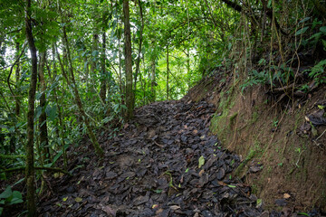 Trail Hiking Trail in the Jungle of Costa Rica