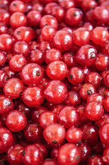 Mature red currant berries.