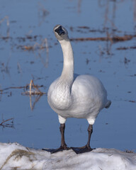 Trumpeter Swan Standing on Ice in Alaska