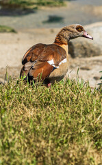 Colourful duck on grass on a beach in Cape Town South Africa