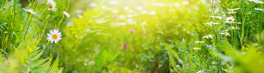 Summer landscape, banner - blooming plants in the summer meadow on a sunny day. Horizontal background with blurred copy space for text
