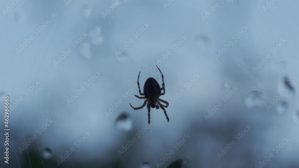 Poster silhouette of a small spider moving on web on window with water droplets