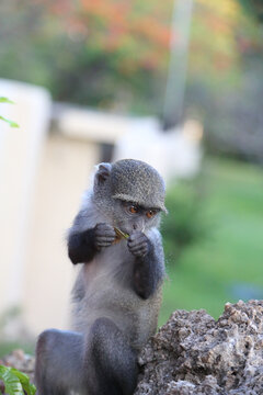 Beautiful view of a small cute monkey eating plants in Ukunda, Kenia