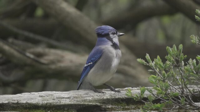 Beautiful Blue Jay perched on tree branch, looking around surroundings. Slow mo
