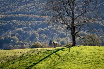 Fototapeta na wymiar Isolated cow in the mountain meadow in autumn