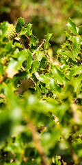 vertical panoramic of a Quercus ilex, the evergreen oak, holly oak or holm oak