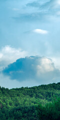 vertical panoramic background of a forest under a cloudy sky