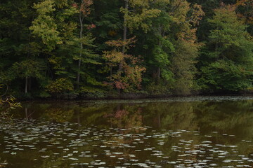 Autumn trees reflecting on the water