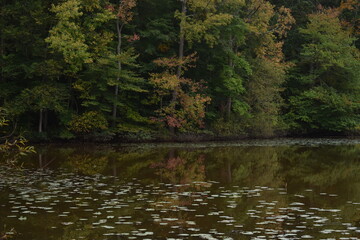 Autumn trees reflecting on the water
