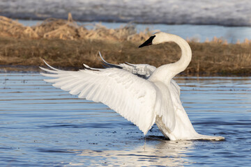 Trumpeter Swan Stretching and Flapping Wings