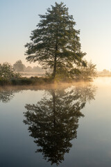 Fototapeta na wymiar Drzewa nad rzeką, światło we mgle, rzeka Czerniawka, Staw w Białej, gmina Zgierz