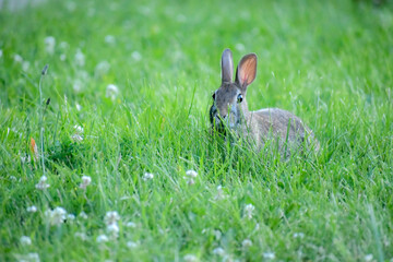 Bunny rabbit in a lush green meadow