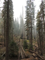 Burnt Forest Yosemite National Park