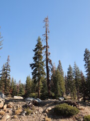 Dead Tree in Yosemite National Park