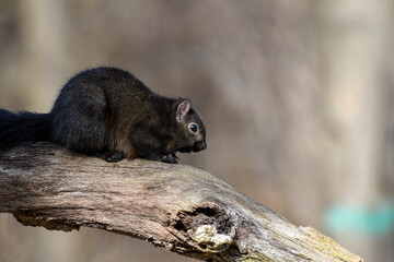 Naklejka na ściany i meble Black eastern squirrel