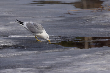 Common gull, mew gull, or sea mew trying to get a drink from the lake