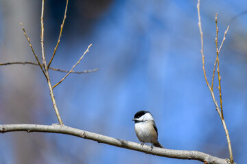 Ttny chickadee in spring