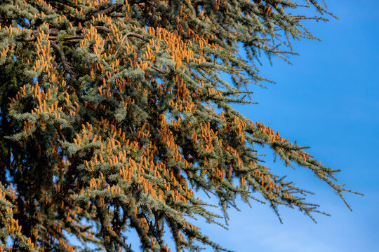 Selective focus of Cedrus deodara with ripe yellow fruit, A large evergreen coniferous tree with blue sky, Deodar cedar is a species of cedar native to the western Himalayas in Eastern Afghanistan.