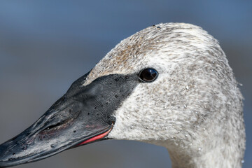 Portrait of a juvenile trumpeter swan