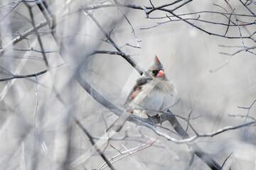 Female northern cardinal among tree branches on cloudy spring day