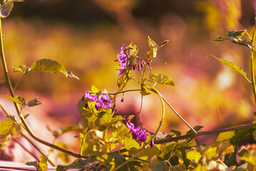 Tiny colorful meadow flowers on a green field.