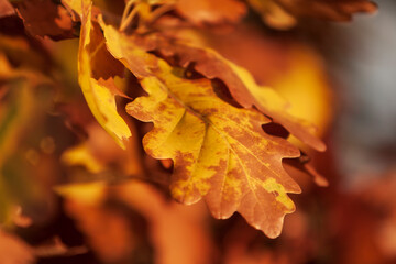 Leaves of a tree in the light of the setting sun.