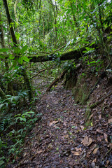 Trail Hiking Trail in the Jungle of Costa Rica