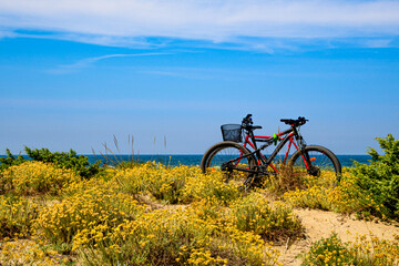 Fototapeta premium sport e mare 02 - biciclette sulle dune fiorite in riva al mare