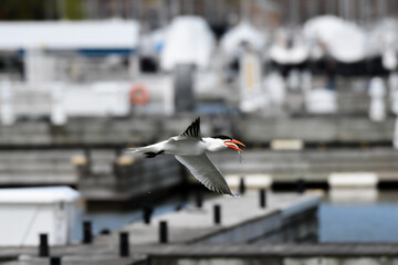 Common tern in flight above a harbor in spring