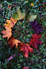 red maple leaves