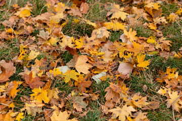 autumn leaves
