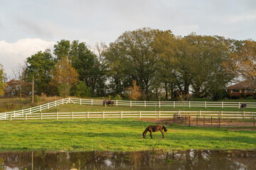 Horses on a farm in the evening in Ontario Canada