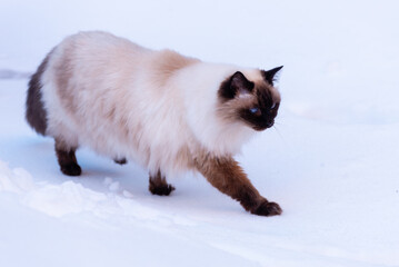 Balinese cat walking on snow