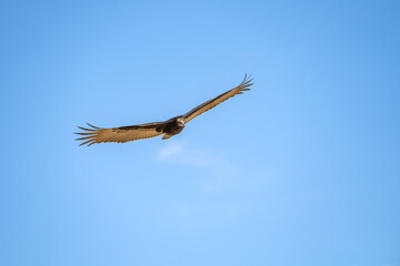 Flying turkey vulture (Cathartes aura) on a blue sky background. Wildlife photography.	